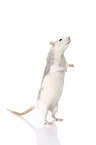 fancy rat at white background