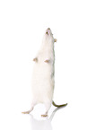 fancy rat at white background