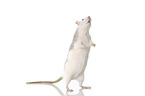 fancy rat at white background