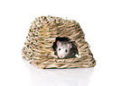 fancy rat at white background