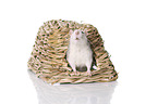 fancy rat at white background