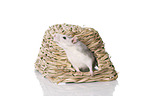 fancy rat at white background