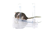 laboratory rat