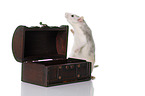 rat with wooden chest