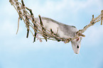 climbing fancy rat