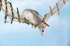 climbing fancy rat