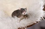 fancy rat at sheepskin