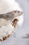 fancy rat at sheepskin