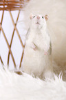 fancy rat at sheepskin