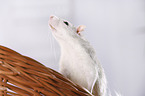 fancy rat