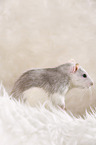 fancy rat at sheepskin