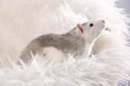 fancy rat at sheepskin