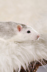 fancy rat at sheepskin