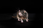 fancy rat at black background