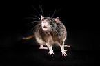 fancy rat at black background