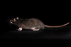 fancy rat at black background