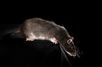 fancy rat at black background