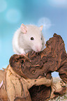 fancy rat