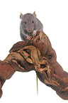 rat on root