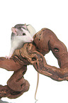 rat on root