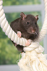 fancy rat on rope