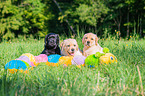 Labrador Retriever Puppys