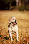 standing Beagle