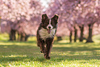 running Australian Shepherd