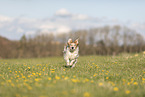 Krom dog runs across meadow