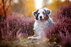 Australian Shepherd in autumn