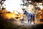 Australian Shepherd in autumn