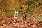 Spinone Italiano and German shorthaired Pointer