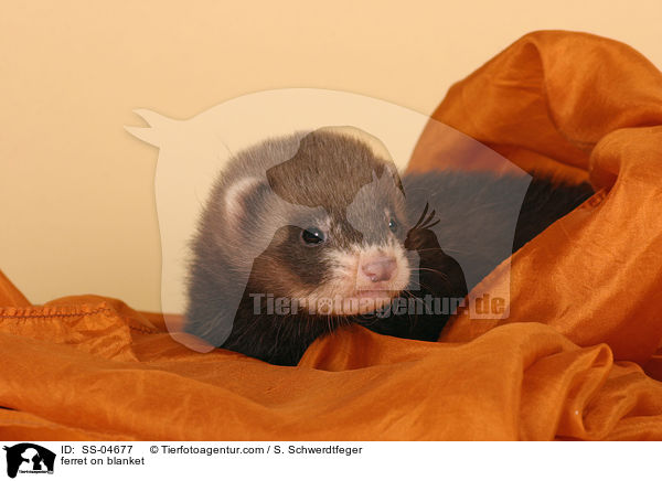 Iltisfrettchen auf Decke / ferret on blanket / SS-04677