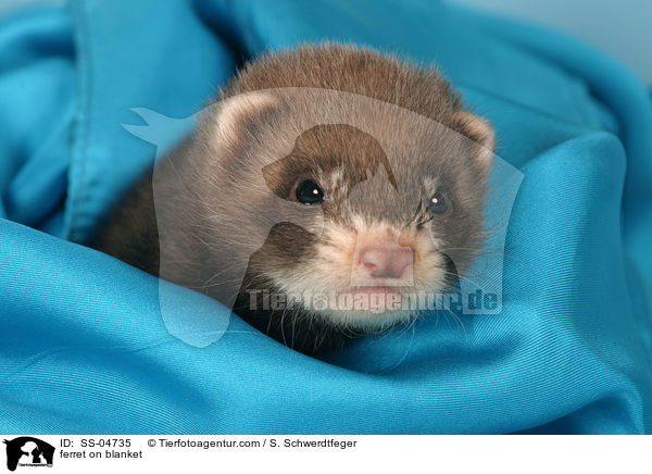 Frettchen auf Decke / ferret on blanket / SS-04735