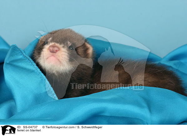 Frettchen auf Decke / ferret on blanket / SS-04737