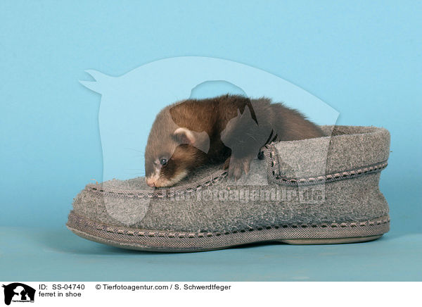 Frettchen im Schuh / ferret in shoe / SS-04740