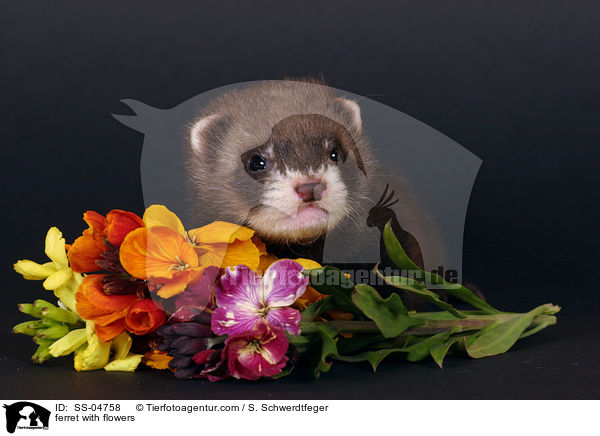Frettchen mit Blumen / ferret with flowers / SS-04758