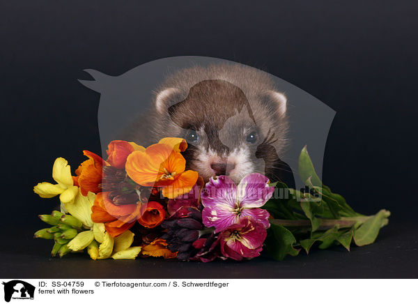 Frettchen mit Blumen / ferret with flowers / SS-04759