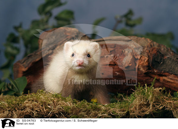 Frettchen auf Wurzel / ferret on root / SS-04763