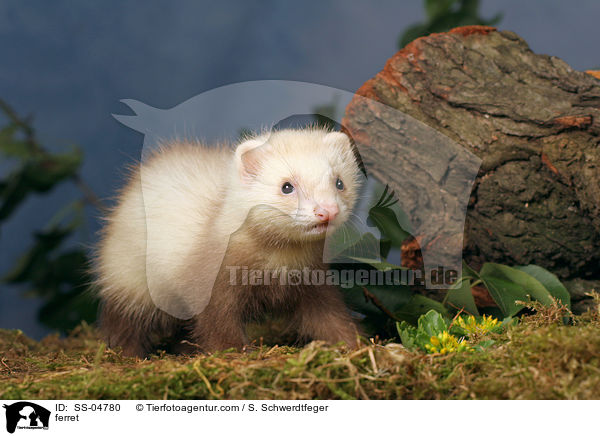 Zimtfrettchen / ferret / SS-04780