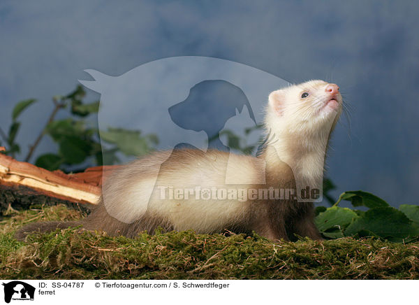 Zimtfrettchen / ferret / SS-04787