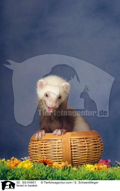Frettchen im Krbchen / ferret in basket / SS-04801