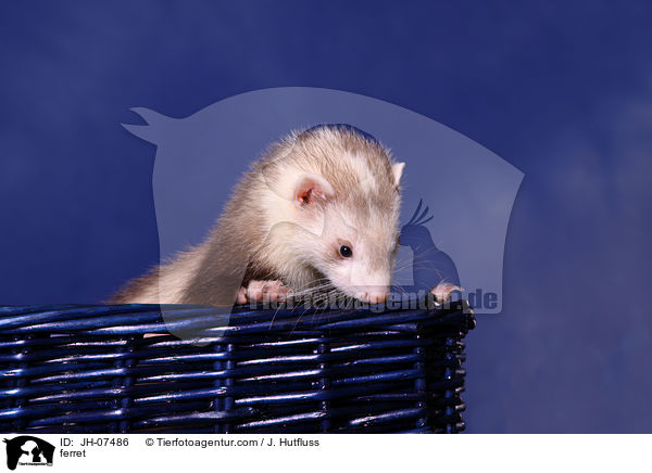 ferret / JH-07486