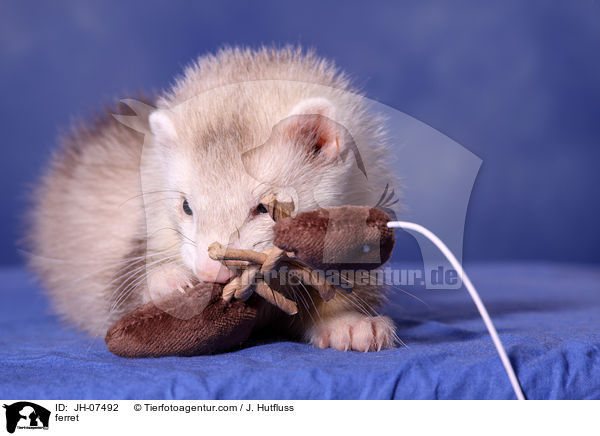 Frettchen / ferret / JH-07492