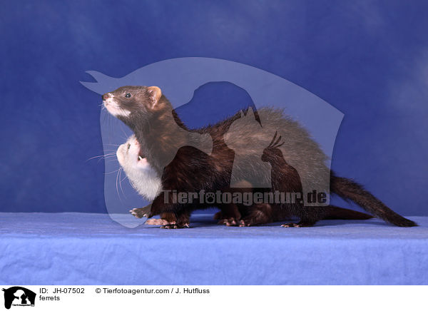 Frettchen / ferrets / JH-07502