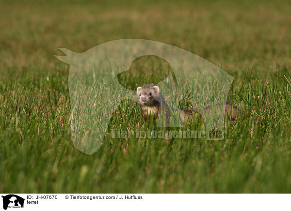 ferret / JH-07670