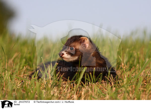 Frettchen / ferret / JH-07672