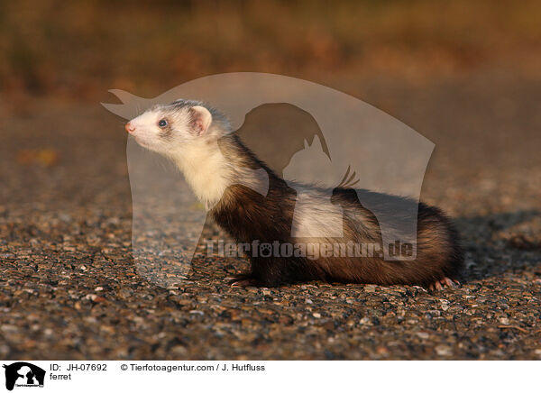 Frettchen / ferret / JH-07692