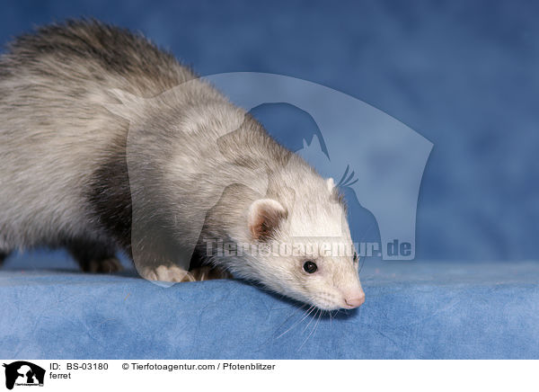 ferret / BS-03180