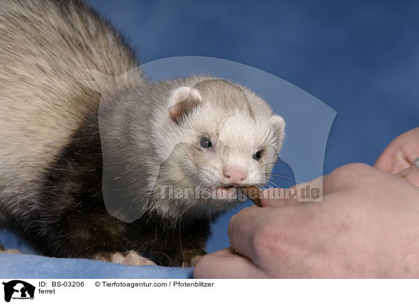 Frettchen / ferret / BS-03206